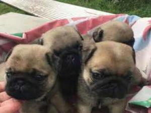 Pequeños Pug Carlinos