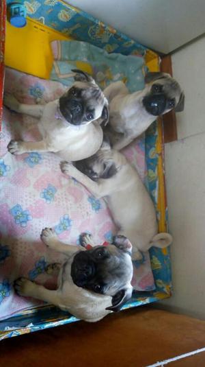 Perros Pug