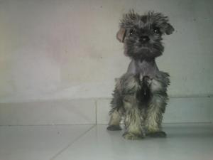 Schnauzer Sal Pimienta