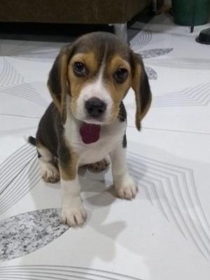 Se Vende Perrita