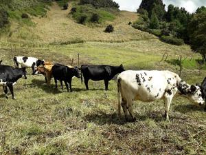 Se Vende Vacas Lecheras Info