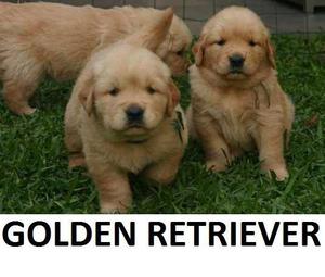 ULTIMA GOLDEN RETRIERVER BELLEZA