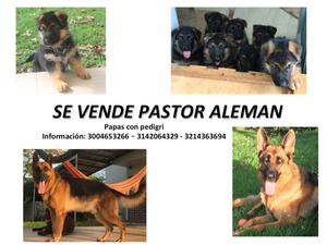 VENTA DE CACHORROS PASTOR ALEMAN