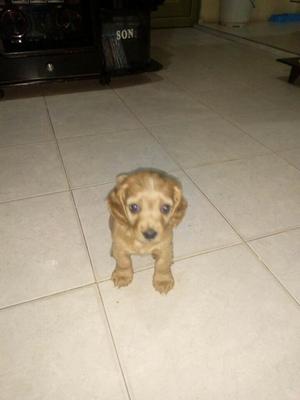 Vendo Cachorra Cocker Spaniel