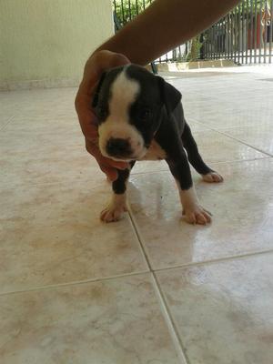 Vendo Hermsos Pitbull