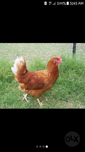 Venta de Gallinas Ponedoras