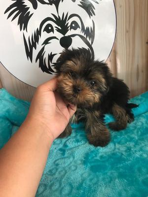 Yorkshire Terrier