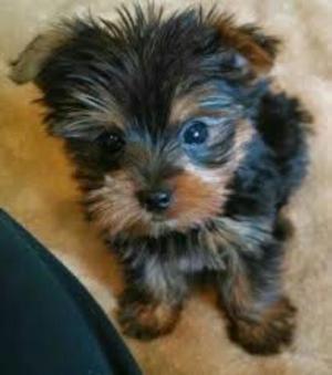 Yorkshire Terrier Mini