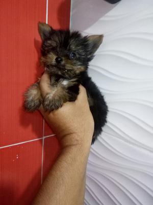 Yorkshire Terrier Tacita