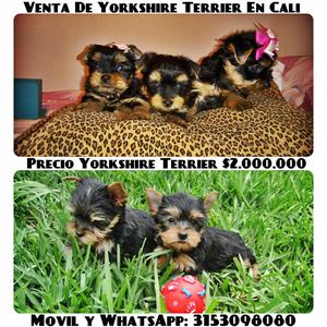 cachorros yorkshire terrier en venta yorky originales