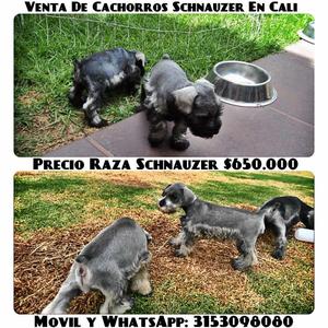 ideales cachorros schnauzer finos