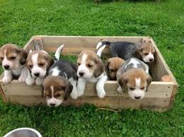 lindos cachorros de beagle