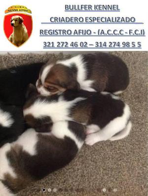 BEAGLE CACHORROS TRICOLOR