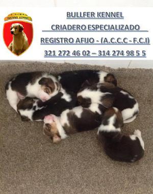 BEAGLE CACHORROS TRICOLOR