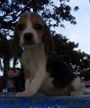 Beagle