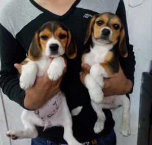 Beagle