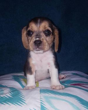 Beagle Enanito