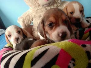 Beagle Tricolor con Bolsito