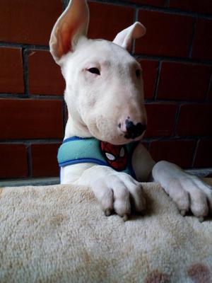 Bull terrier hermoso