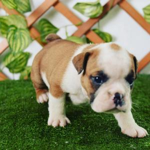 Bulldog Ingles