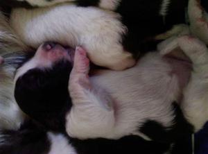 CACHORROS SAN BERNARDO