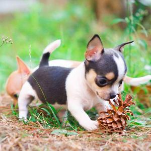 ❤CARIÑOSOS CHIHUAHUAS EN VENTA !