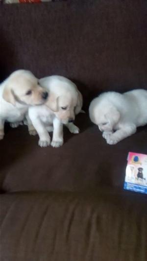 Cachorritos Raza Labrador Dorado Criadero Certificado