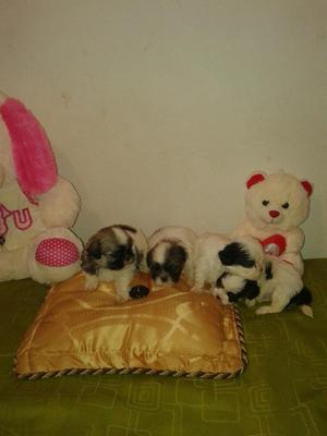 Cachorros Shitzu