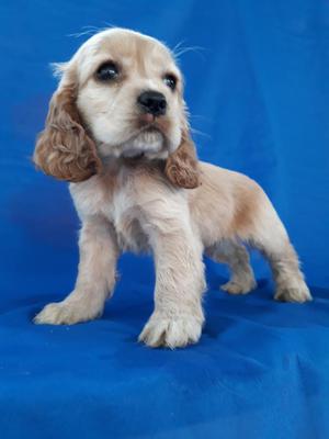 Cocker Spaniel Disponibles