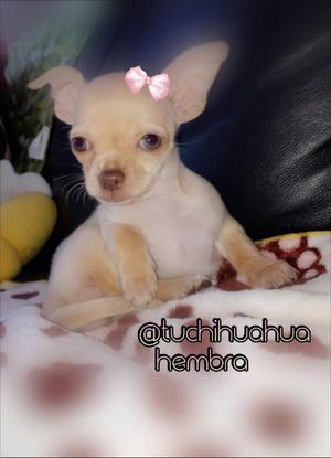 Hermosa!!!chihuahua Colombia