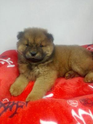 Hermosos Chow Chow