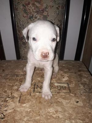 Pitbull Stanford