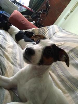 SE VENDEN DOS LINDAS PERRITAS JACK RUSSELL