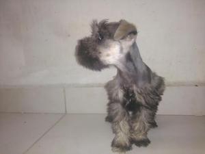 Schnauzar Sal Pimienta