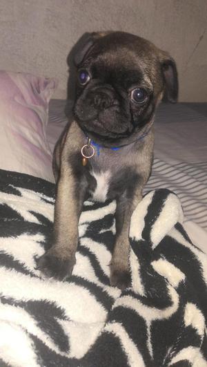 Se Vende Pug Carlino