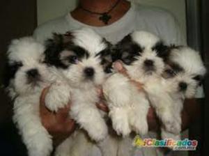 Shih Tzu..!!