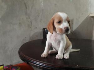 Vendo Beagle Dos Hembritas Que Me Quedan