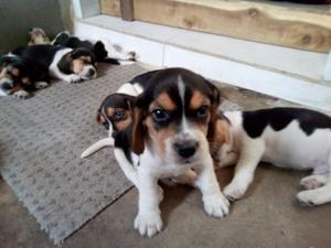 Vendo Cachorros Beagle 40 Dias