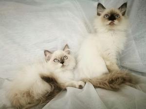 Vendo Lindos Gaticos Ragdoll