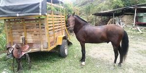 caballo capon con registro