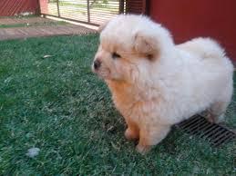 cachorra chow chow