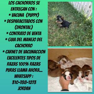 lindas excelentes mascotas caninas disponibles para la venta