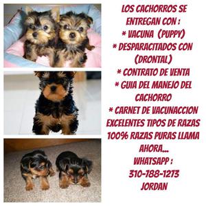 preciosos caninos raza yorkshire terrier muchas razas mas