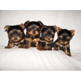 yorkshire terrier