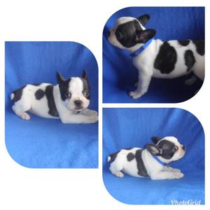 Bulldog Frances Vaca para La Venta