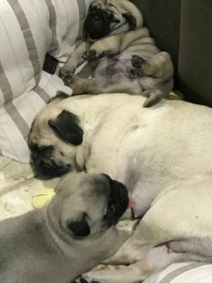 Cachorros Pug