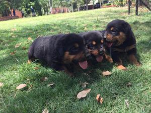 Cachorros Rotwiller Y Salchicha