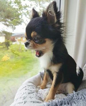 Chihuahua Mini