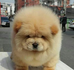 Chow Chow