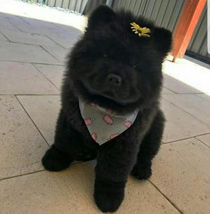 Chow Chow